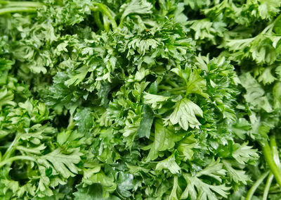 Full frame shot heaps of celery leaves on the fresh grocery market
