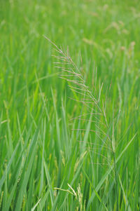 Close-up of crop growing on field