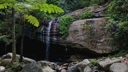 Scenic view of waterfall in forest