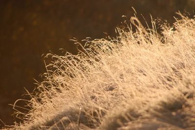 Close-up of dry grass on field with dewdrops