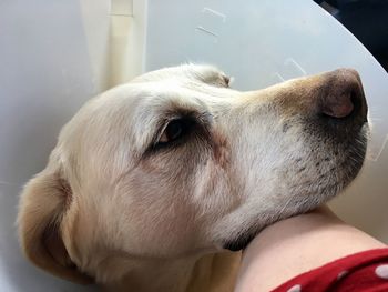 Close-up of a dog looking away