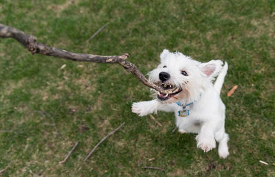 Close-up of dog with stick in mouth