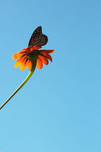 Low angle view of butterfly on plant against clear blue sky