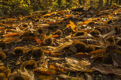 High angle view of lizard