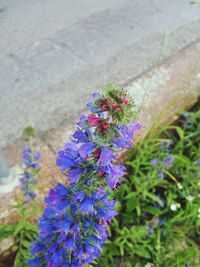 Close-up of purple flowers blooming