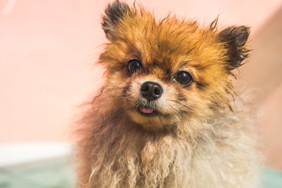 Close-up portrait of dog