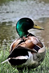 Bird in a lake