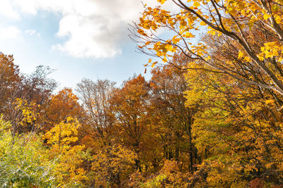 Low angle view of autumnal trees against sky