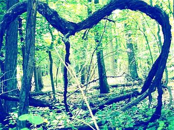 Trees growing in forest