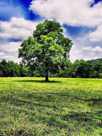 Trees on field against cloudy sky