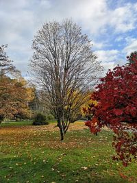 Trees on field against sky during autumn