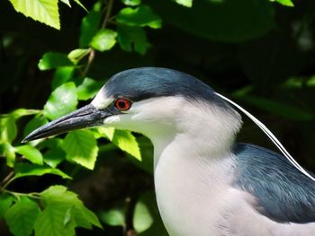 Close-up of a night heron 