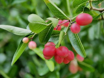 Close-up of red flowering plant