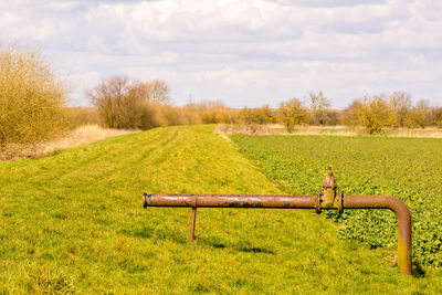 View of horse on grassy field against sky