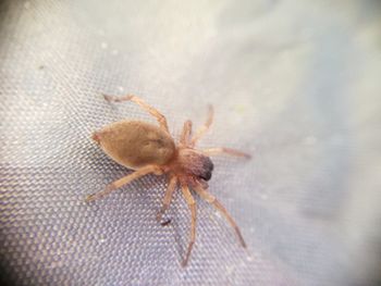 Close-up of spider