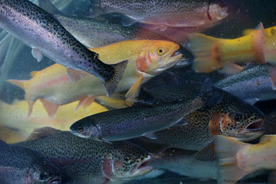 Close-up of fish swimming in aquarium