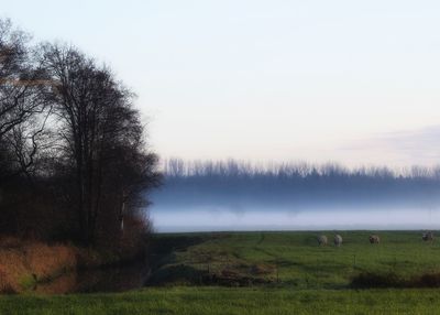 Trees on field against sky