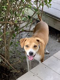 High angle portrait of a dog
