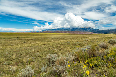 Scenic view of field against sky