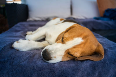 Hound beagle dog sleeping outdoors on a garden sofa. canine concept
