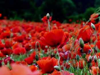 Close-up of red flowering plants