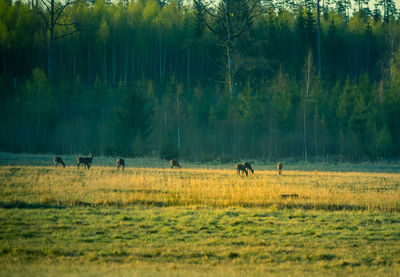 A beautiful misty morning with wild red deer herd grazing in the meadow. 