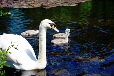 Swans swimming in lake