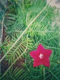 Close-up of flower blooming outdoors