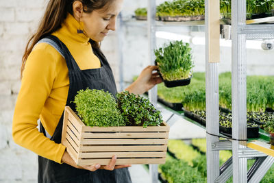 Woman urban indoor farmer with box of microgreen, small business vertical farm. close-up of healthy