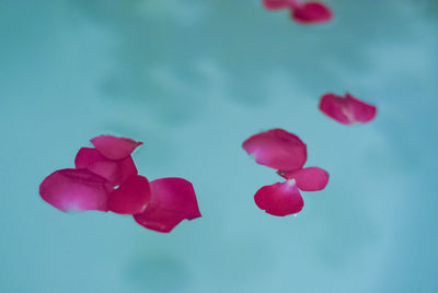 Close-up of red flowers against sky