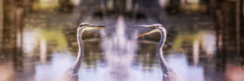 Close-up of bird on plant