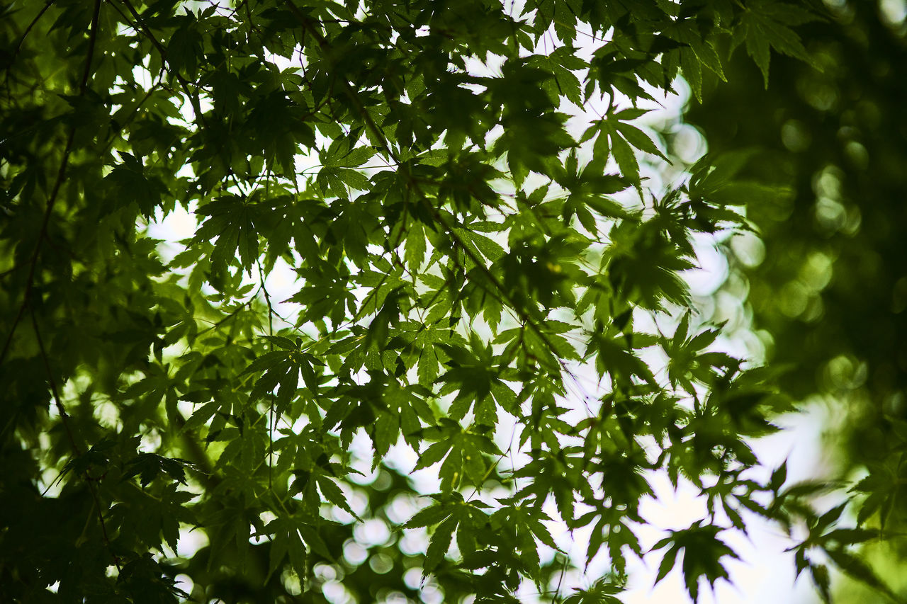 LOW ANGLE VIEW OF GREEN LEAVES ON TREE