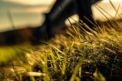 Close-up of grass growing in field