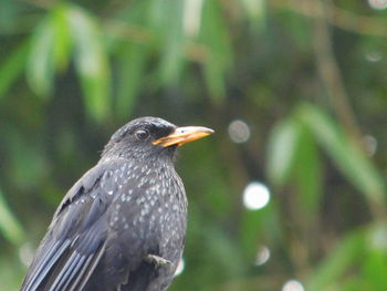 Close-up of a bird