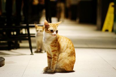 Portrait of ginger cat sitting on floor