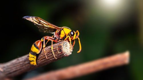 Close-up of dragonfly