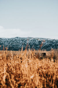 Hay bales on field against clear sky