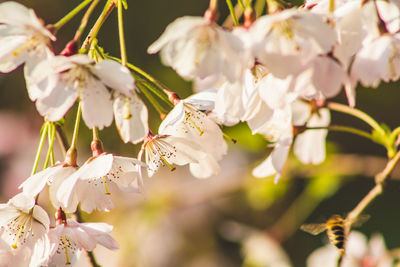 Close-up of white cherry blossoms