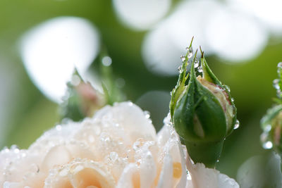 Coral roses during rainy season