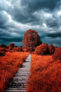 Footpath amidst trees against sky during autumn