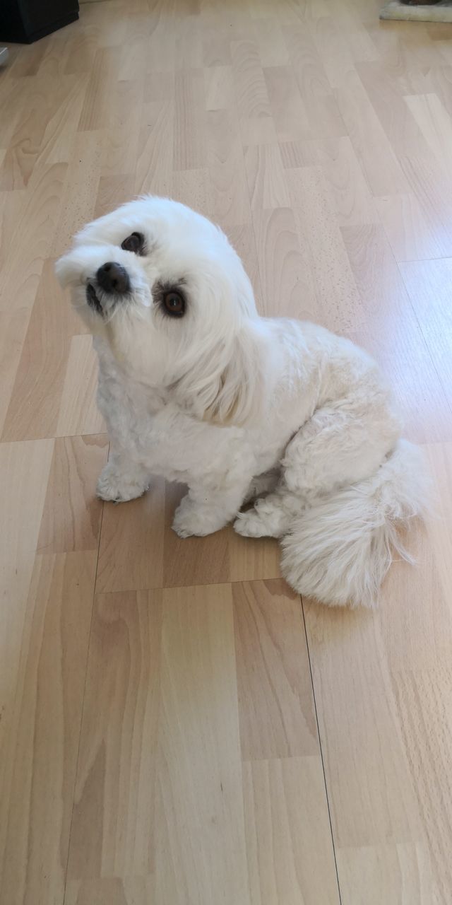 one animal, animal themes, animal, mammal, domestic animals, domestic, pets, canine, hardwood floor, dog, wood, flooring, indoors, vertebrate, high angle view, no people, white color, lying down, relaxation, home interior