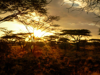 Trees in forest against sky at sunset