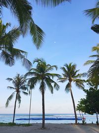 Palm trees on beach against sky