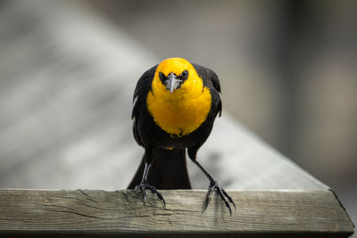 Close-up of yellow headed blackbird perching on bridge railing