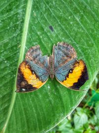 Close-up of butterfly on leaves