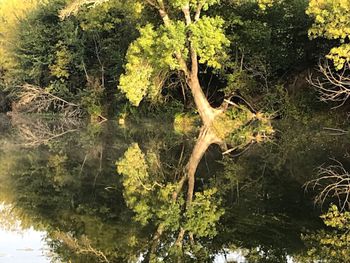 Close-up of tree trunk in water