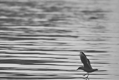 Seagull flying over a lake