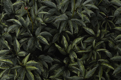 Full frame shot of fresh green plants