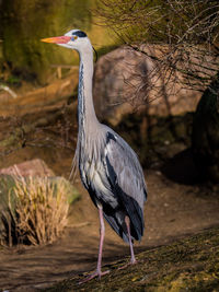 High angle view of gray heron perching on a field