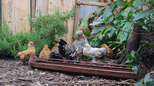 View of birds in yard